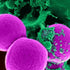 HARLECO(R) Fast Green Powder Certified Biological Stain