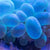 Bromophenol Blue Water Soluble | Spectrum Chemicals Australia