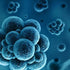Amikacin disulfate salt