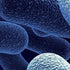 Toluidine Blue O Certified Biological Stain